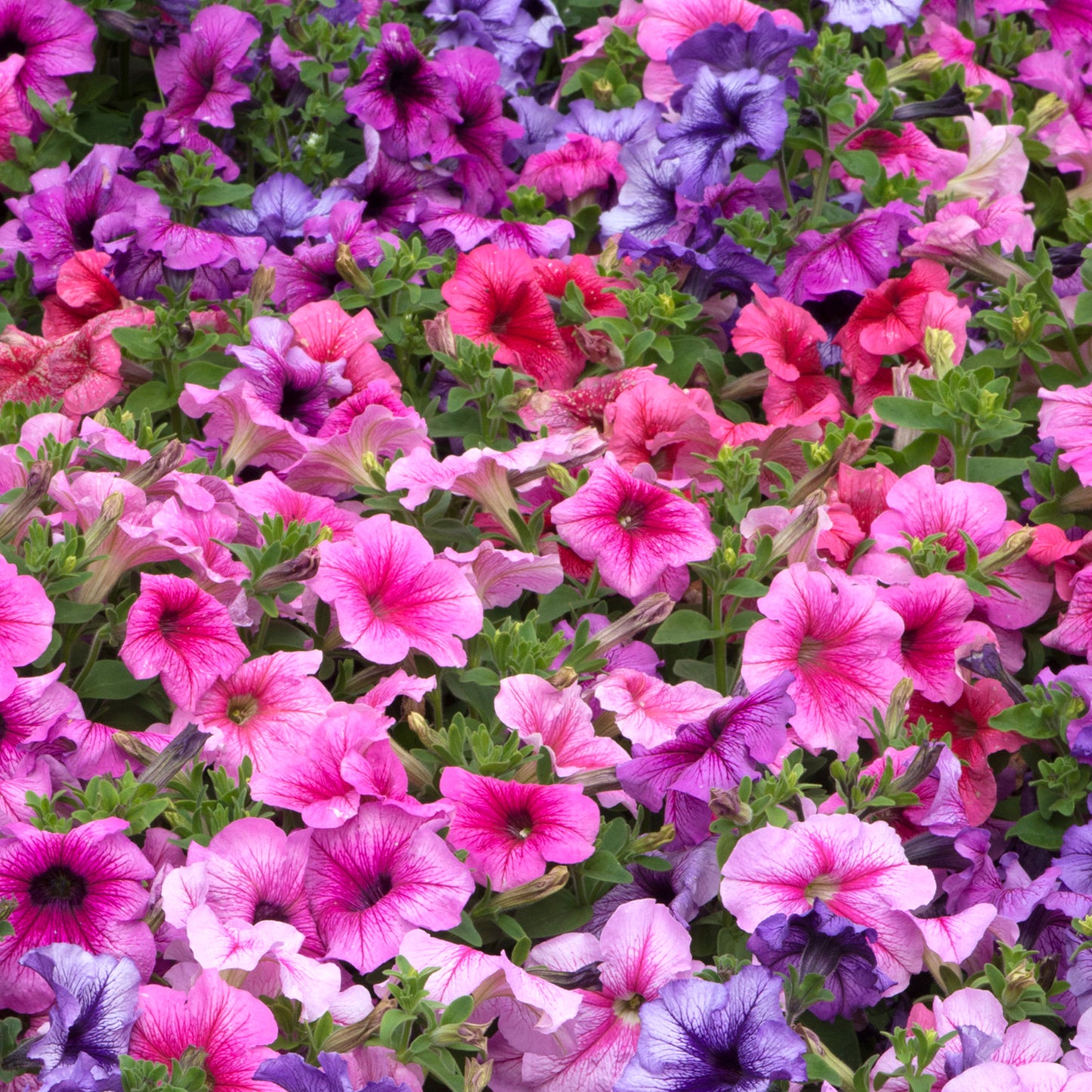 Bedding Plants - Petunia F1 Express Veined Mixed (6 Pack)