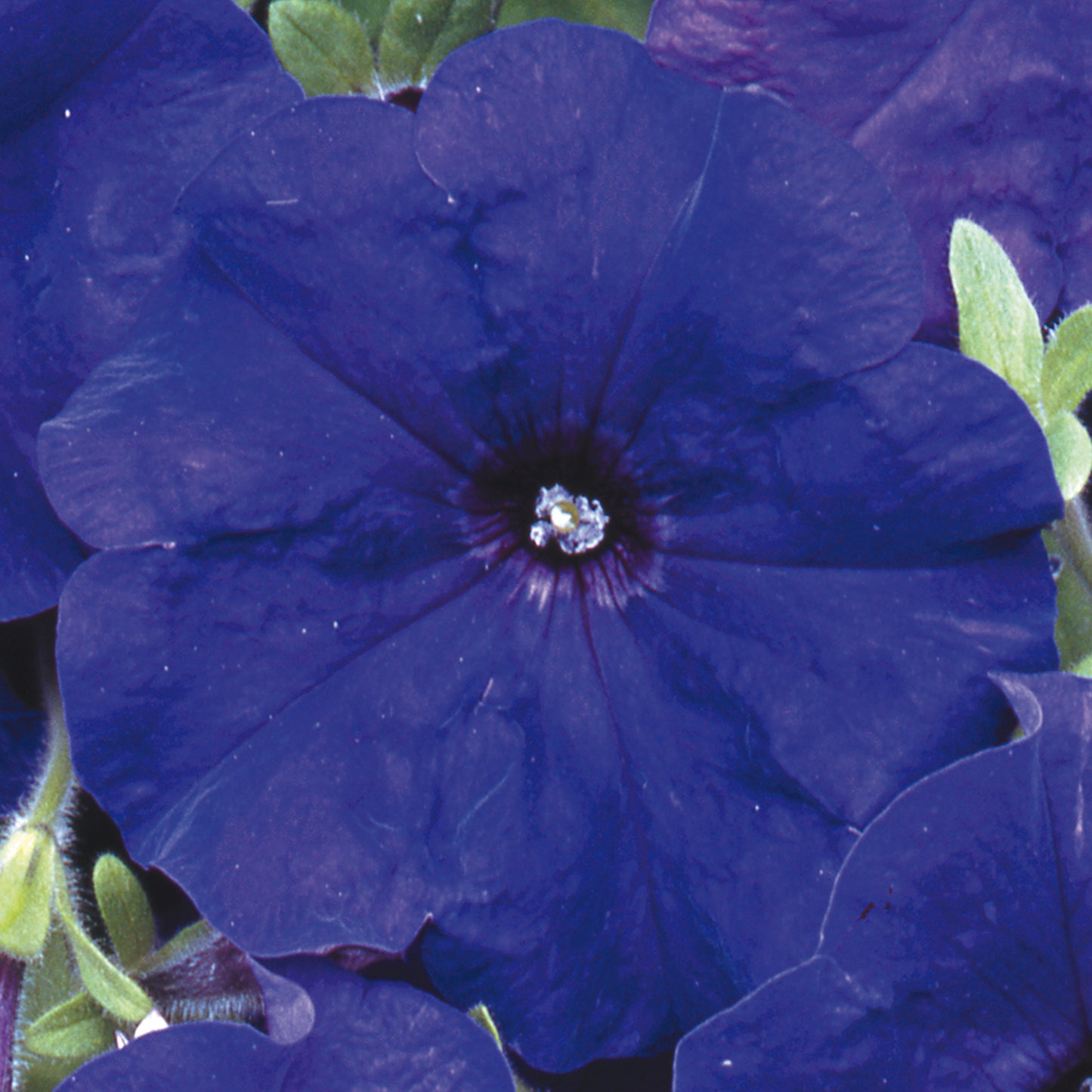 Bedding Plants - Petunia F1 Frenzy Blue (6 Pack)