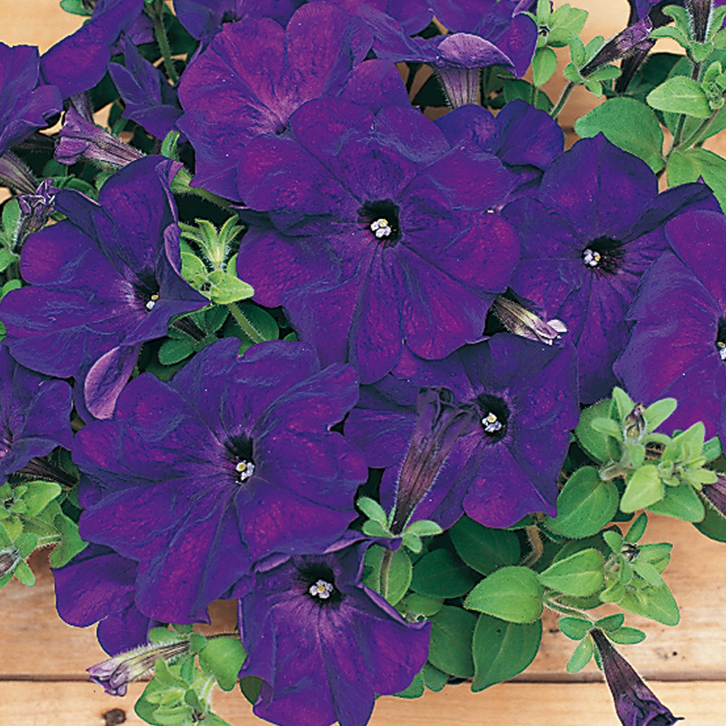 Bedding Plants - Petunia F1 Frenzy Blue (6 Pack)