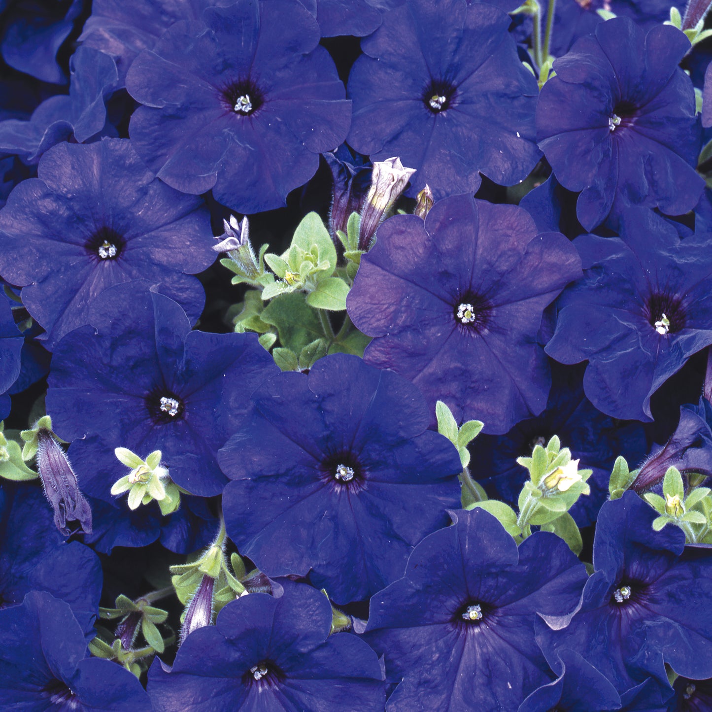 Bedding Plants - Petunia F1 Frenzy Blue (6 Pack)