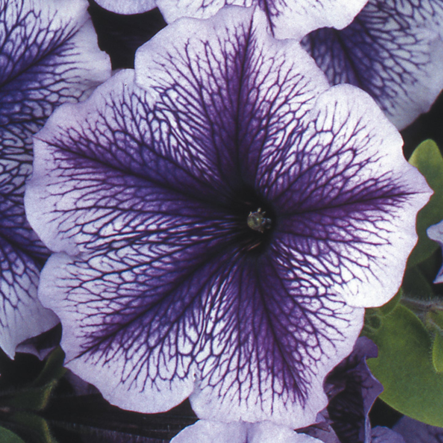 Bedding Plants - Petunia F1 Frenzy Blue Vein (6 Pack)
