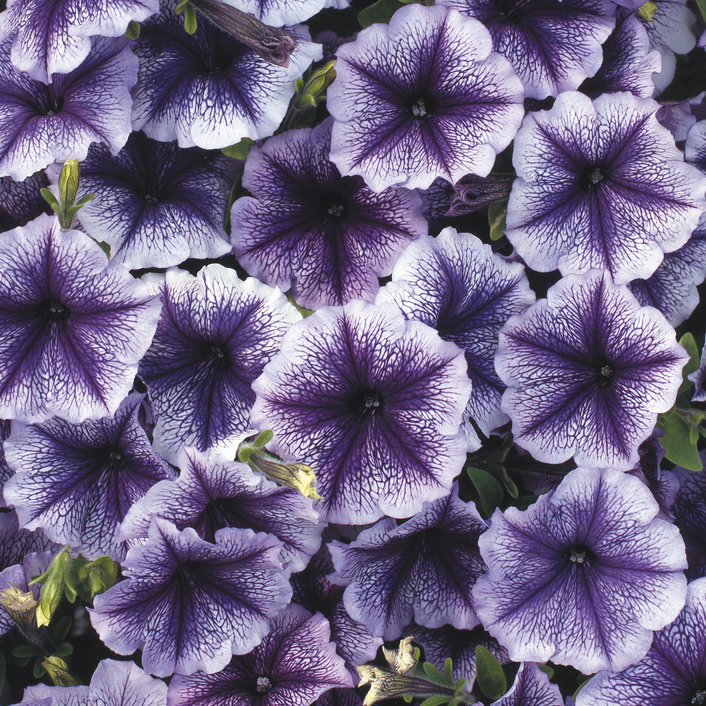 Bedding Plants - Petunia F1 Frenzy Blue Vein (6 Pack)