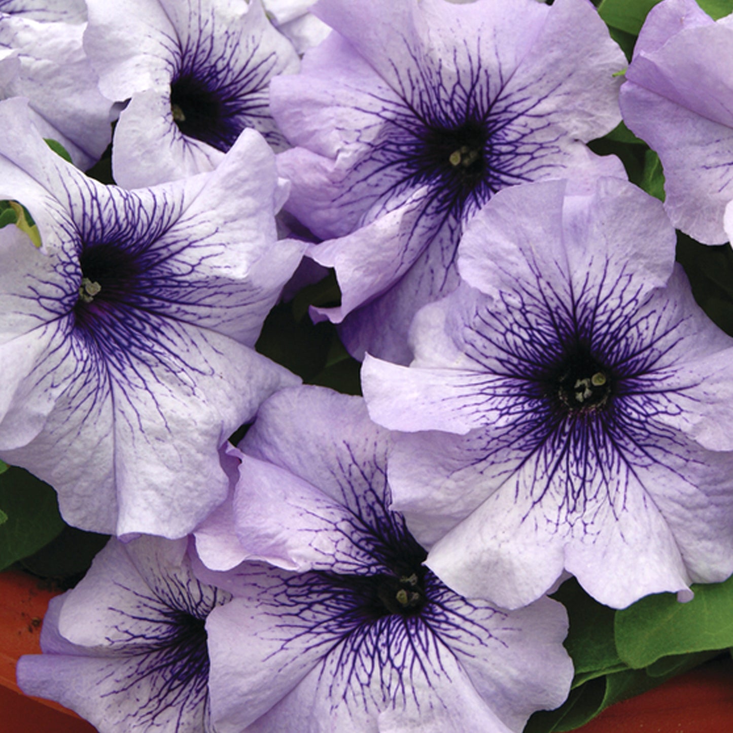 Bedding Plants - Petunia F1 Frenzy Blue Vein (6 Pack)