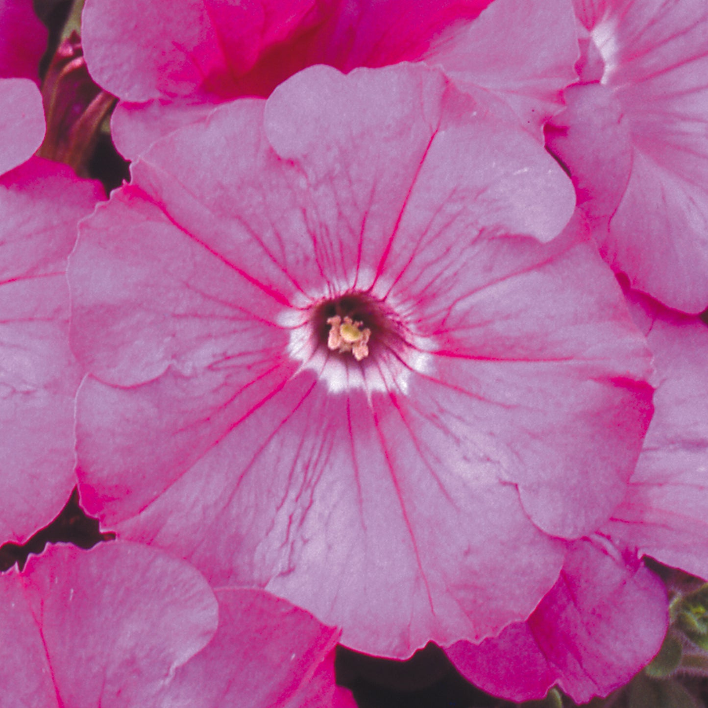 Bedding Plants - Petunia F1 Frenzy Pink (6 Pack)