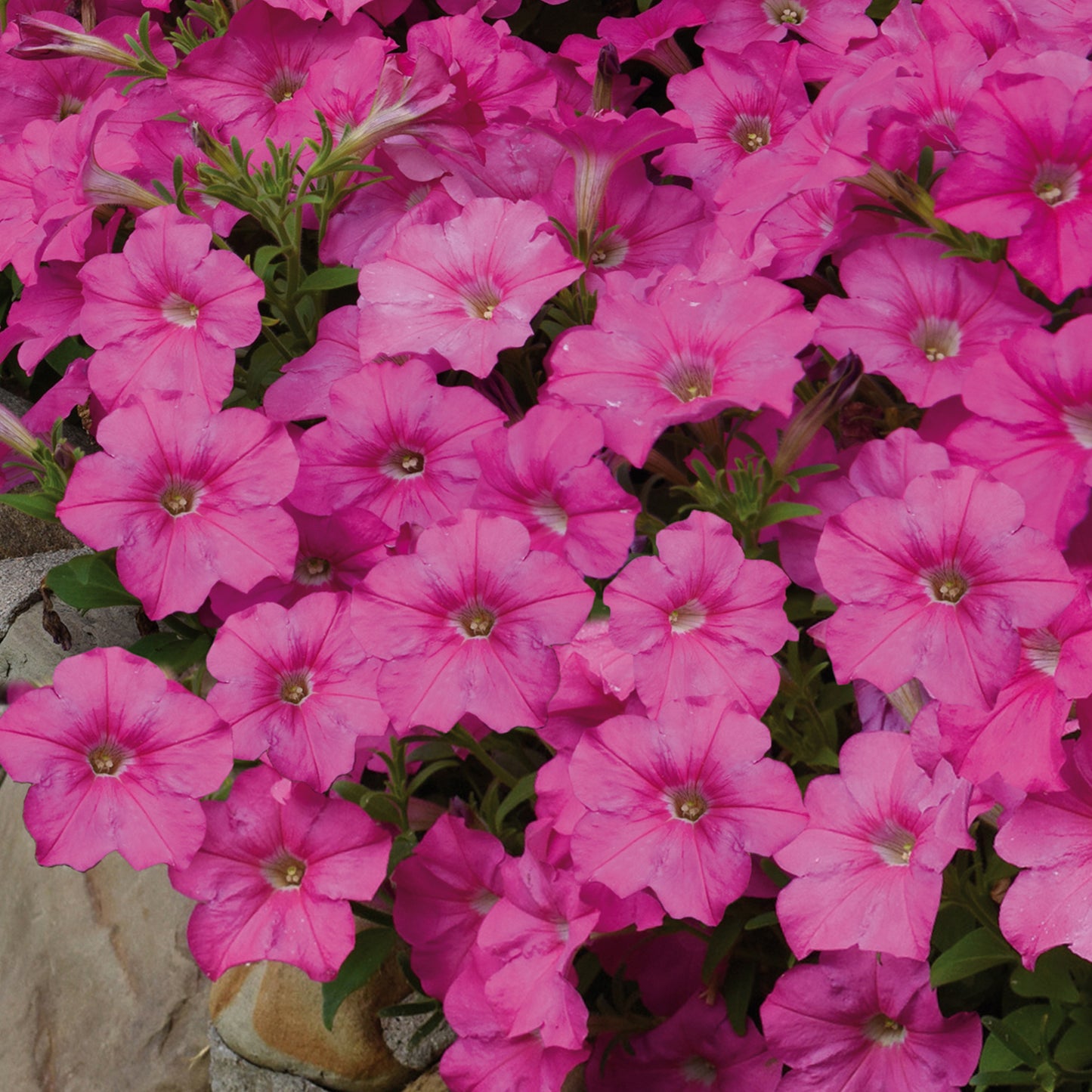 Bedding Plants - Petunia F1 Frenzy Pink (6 Pack)