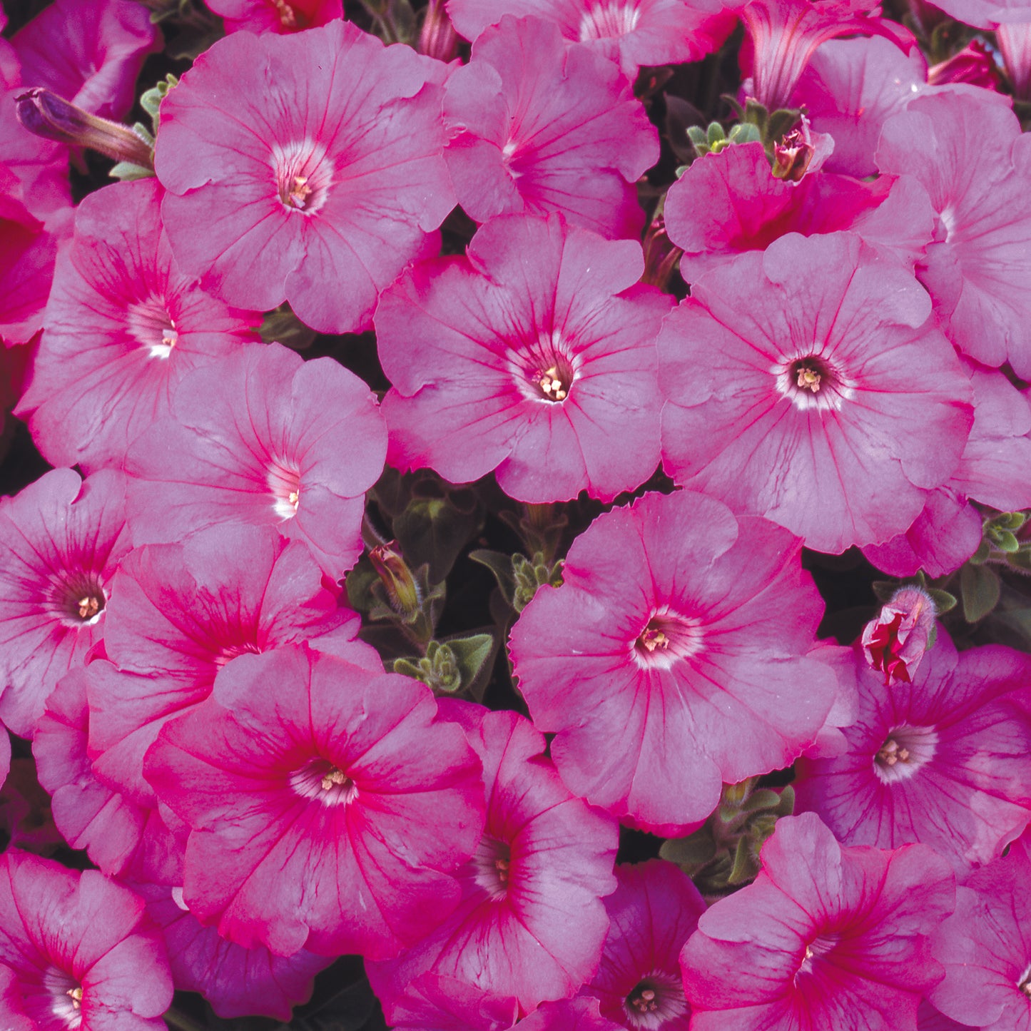 Bedding Plants - Petunia F1 Frenzy Pink (6 Pack)