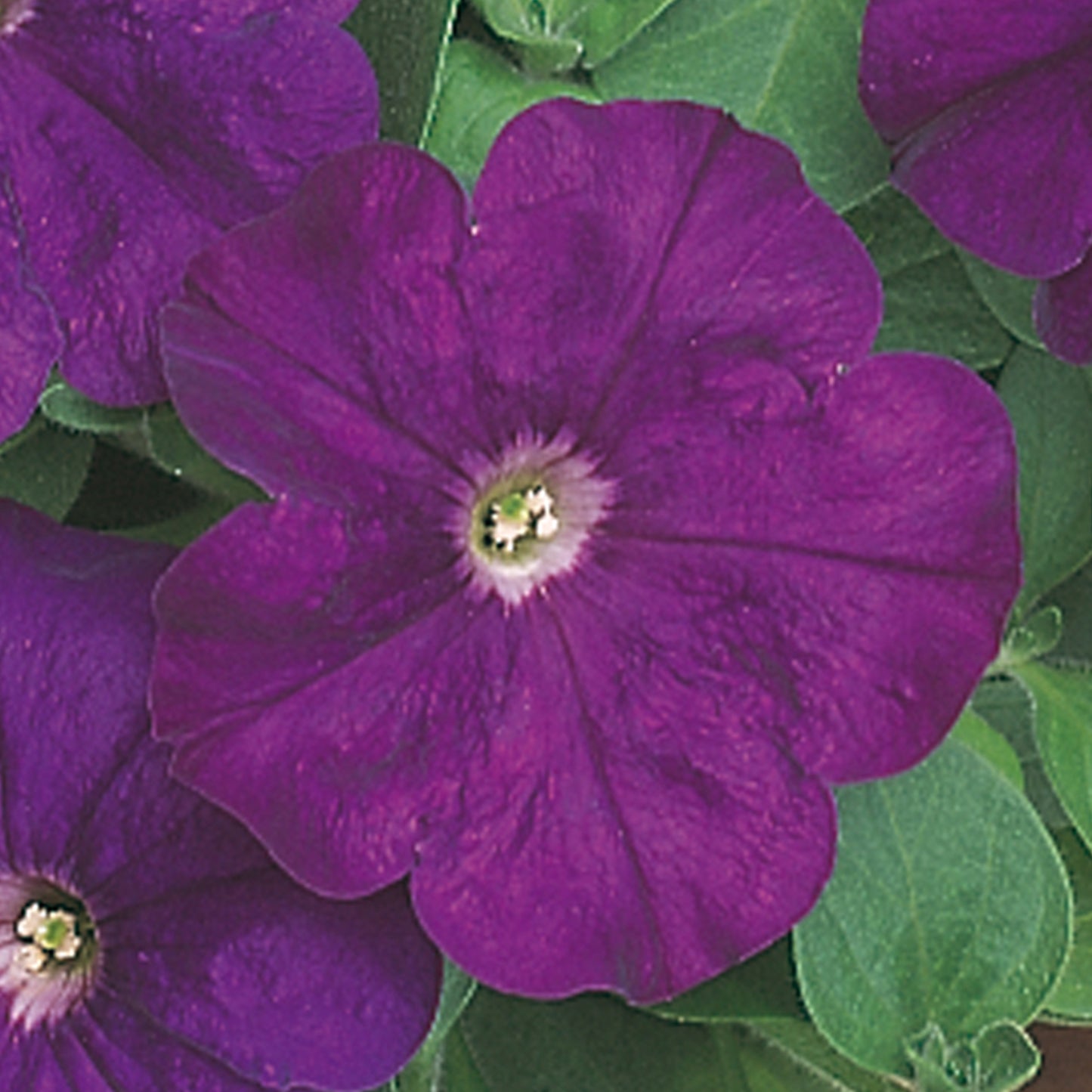 Bedding Plants - Petunia F1 Frenzy Purple (6 Pack)