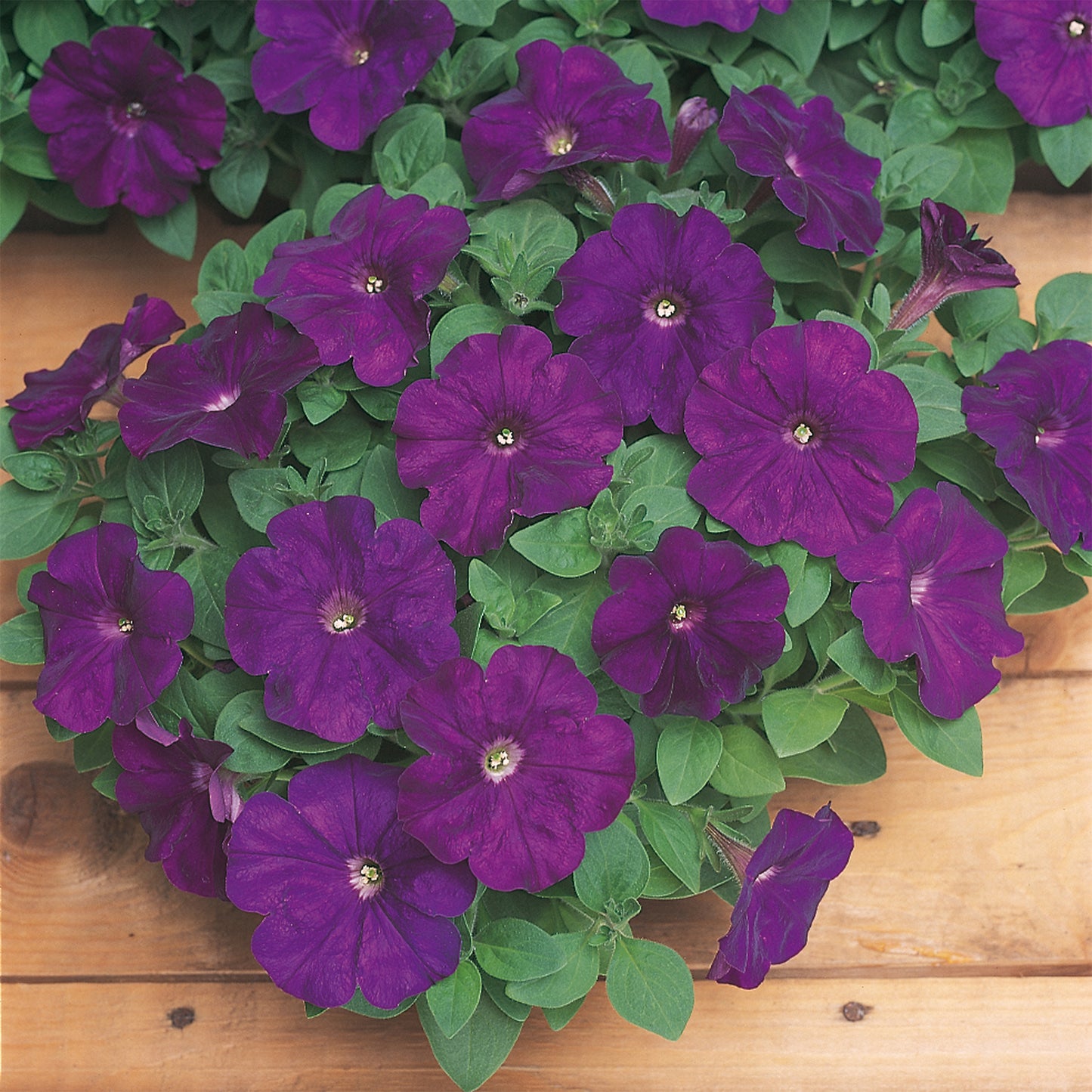 Bedding Plants - Petunia F1 Frenzy Purple (6 Pack)