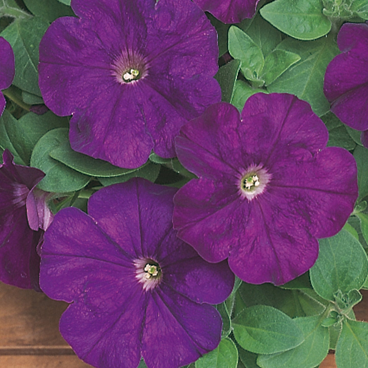 Bedding Plants - Petunia F1 Frenzy Purple (6 Pack)