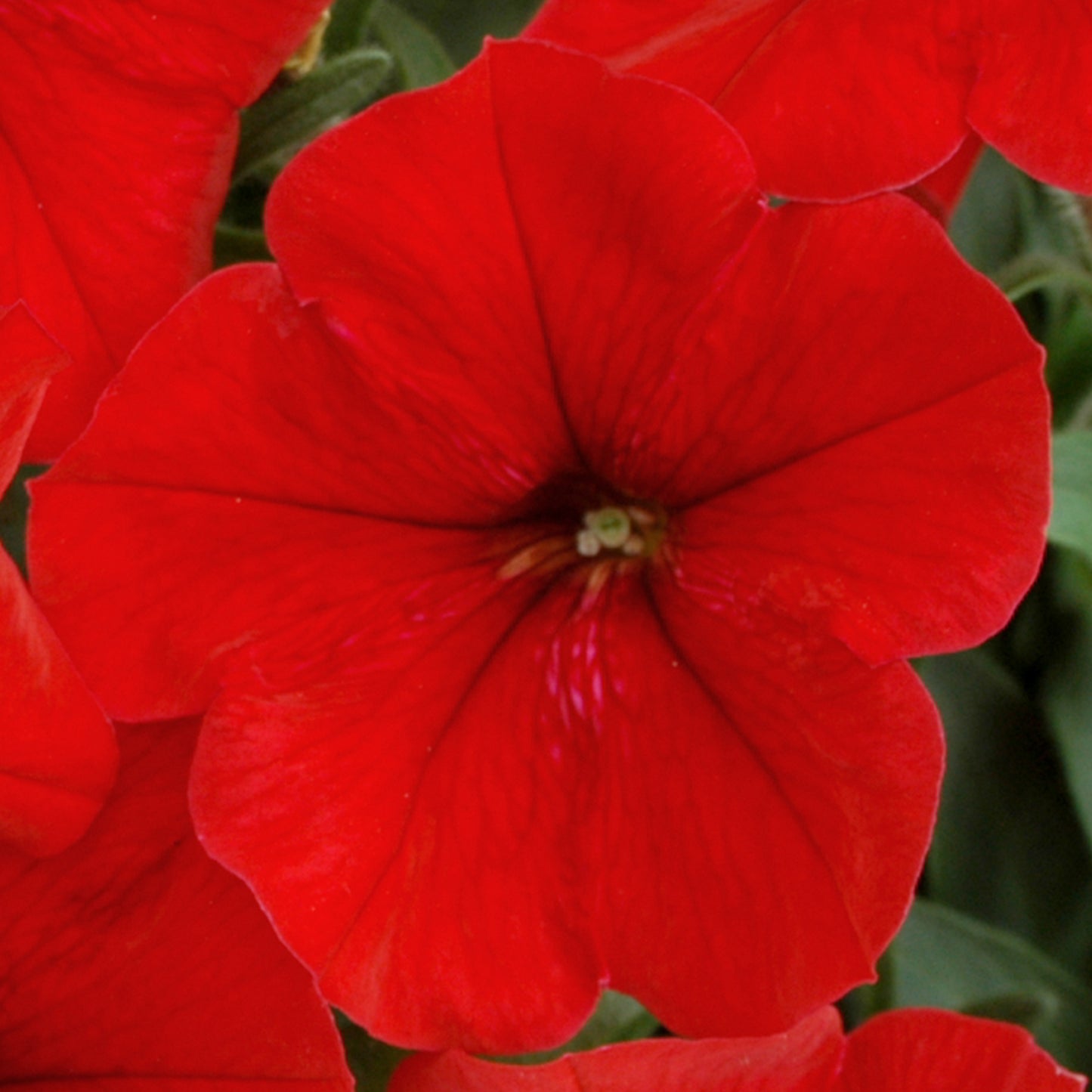 Bedding Plants - Petunia F1 Frenzy Red (6 Pack)