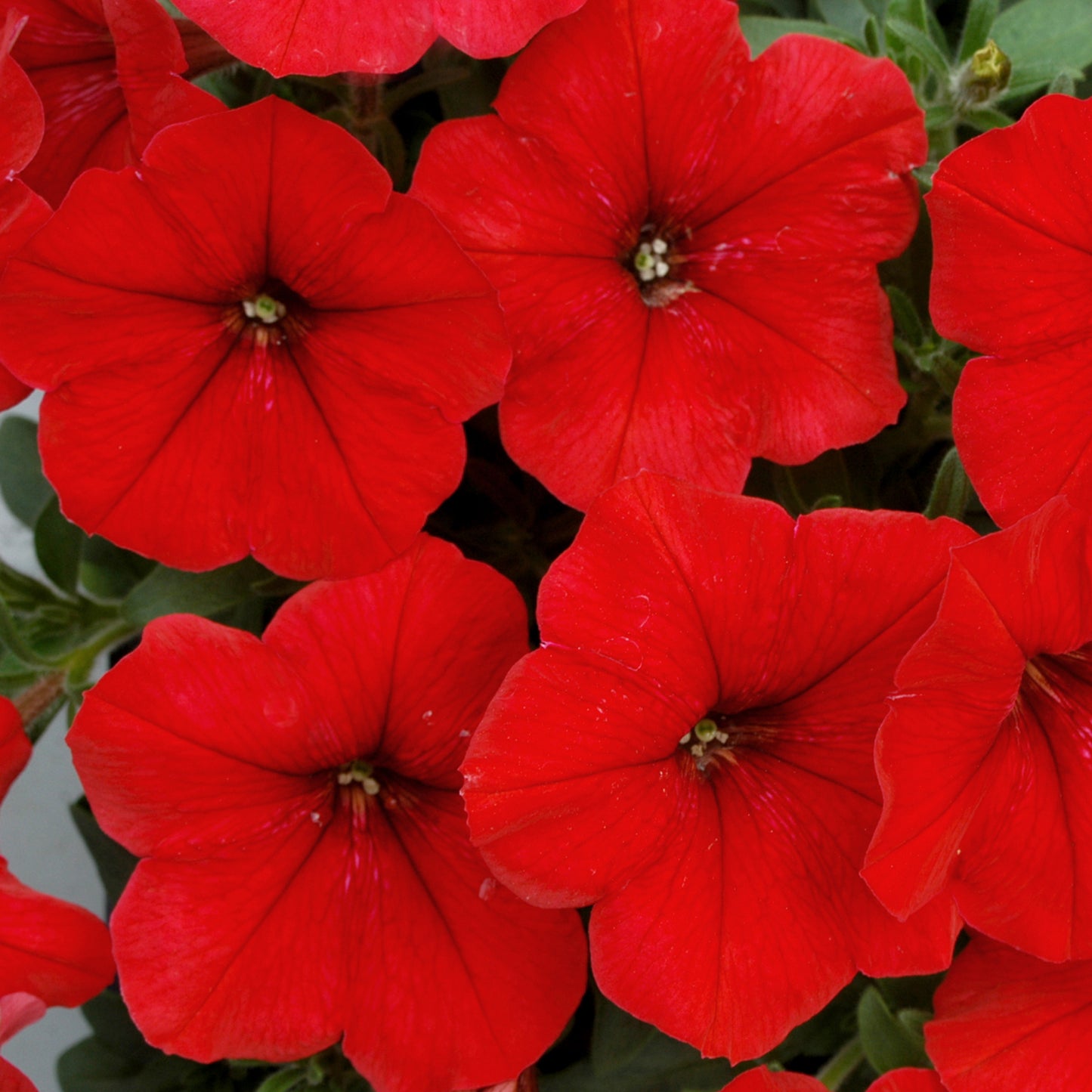 Bedding Plants - Petunia F1 Frenzy Red (6 Pack)