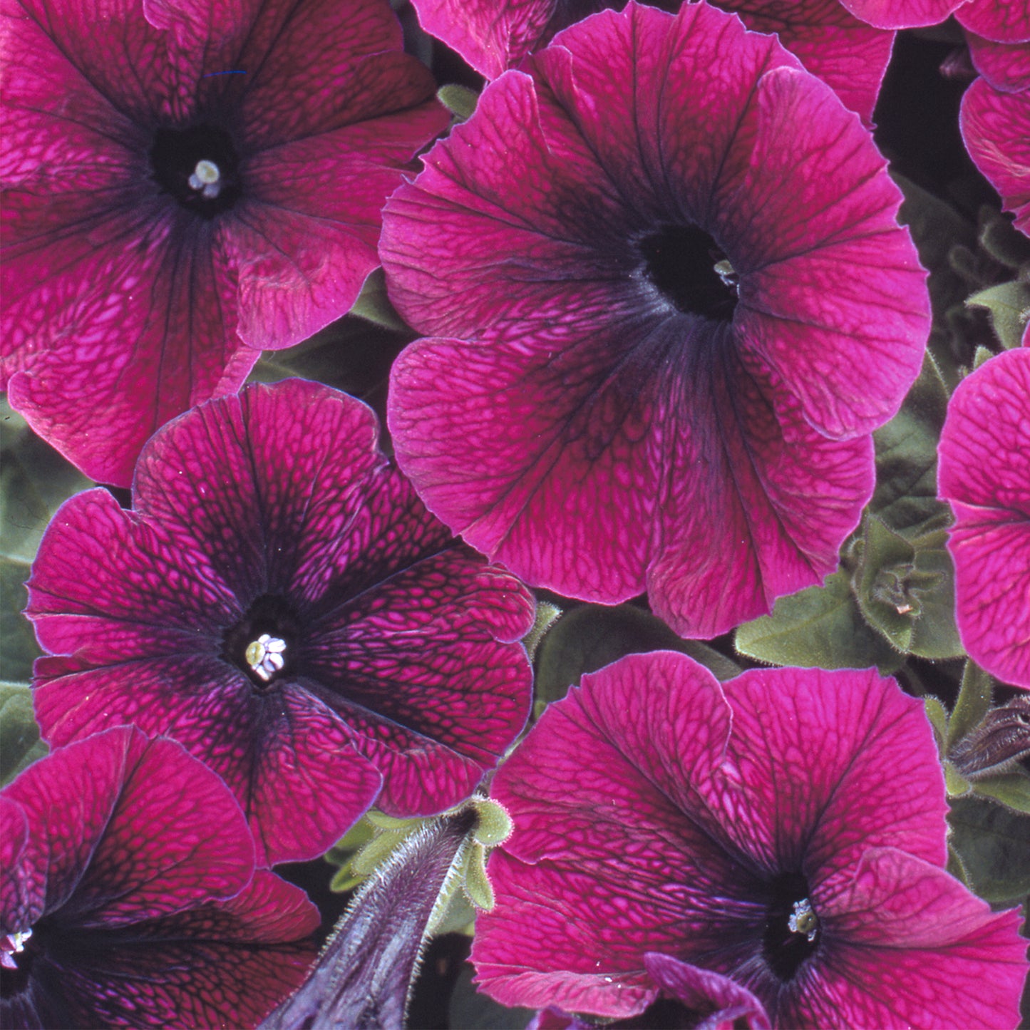 Bedding Plants - Petunia F1 Frenzy Velvet (6 Pack)