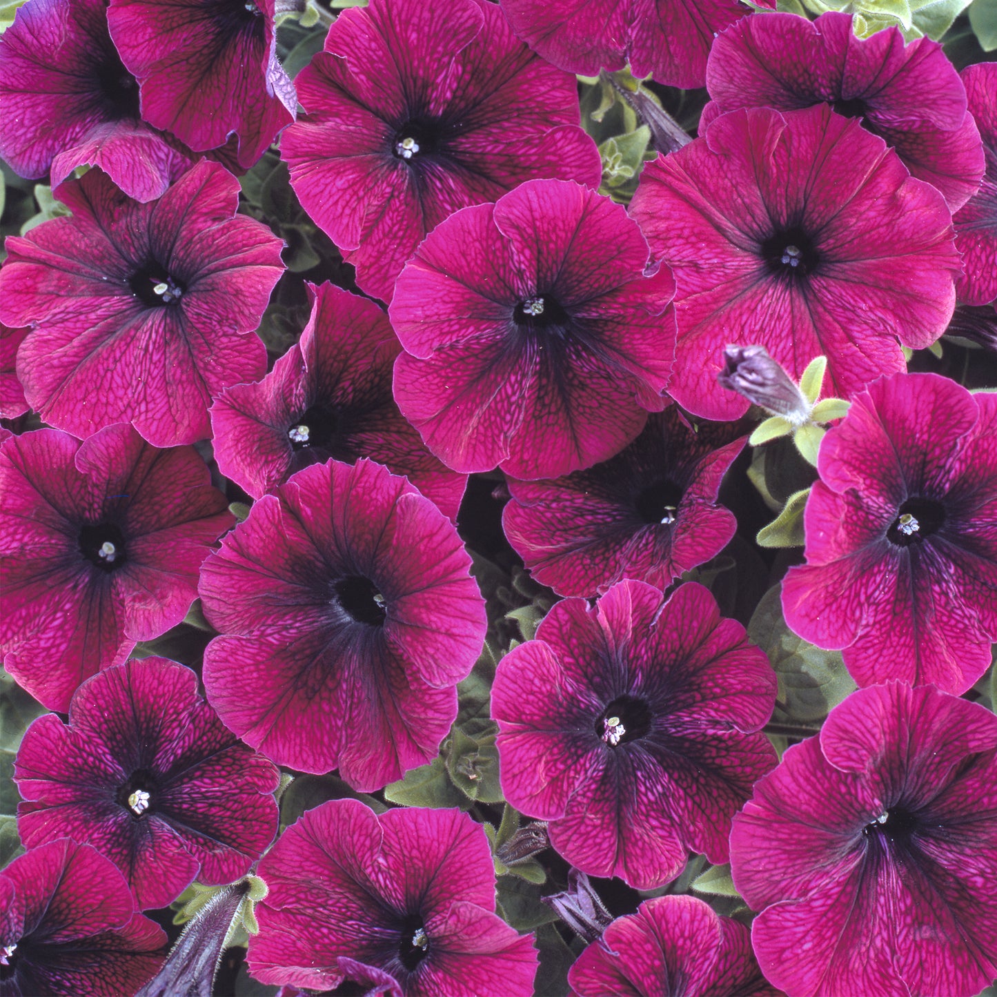 Bedding Plants - Petunia F1 Frenzy Velvet (6 Pack)