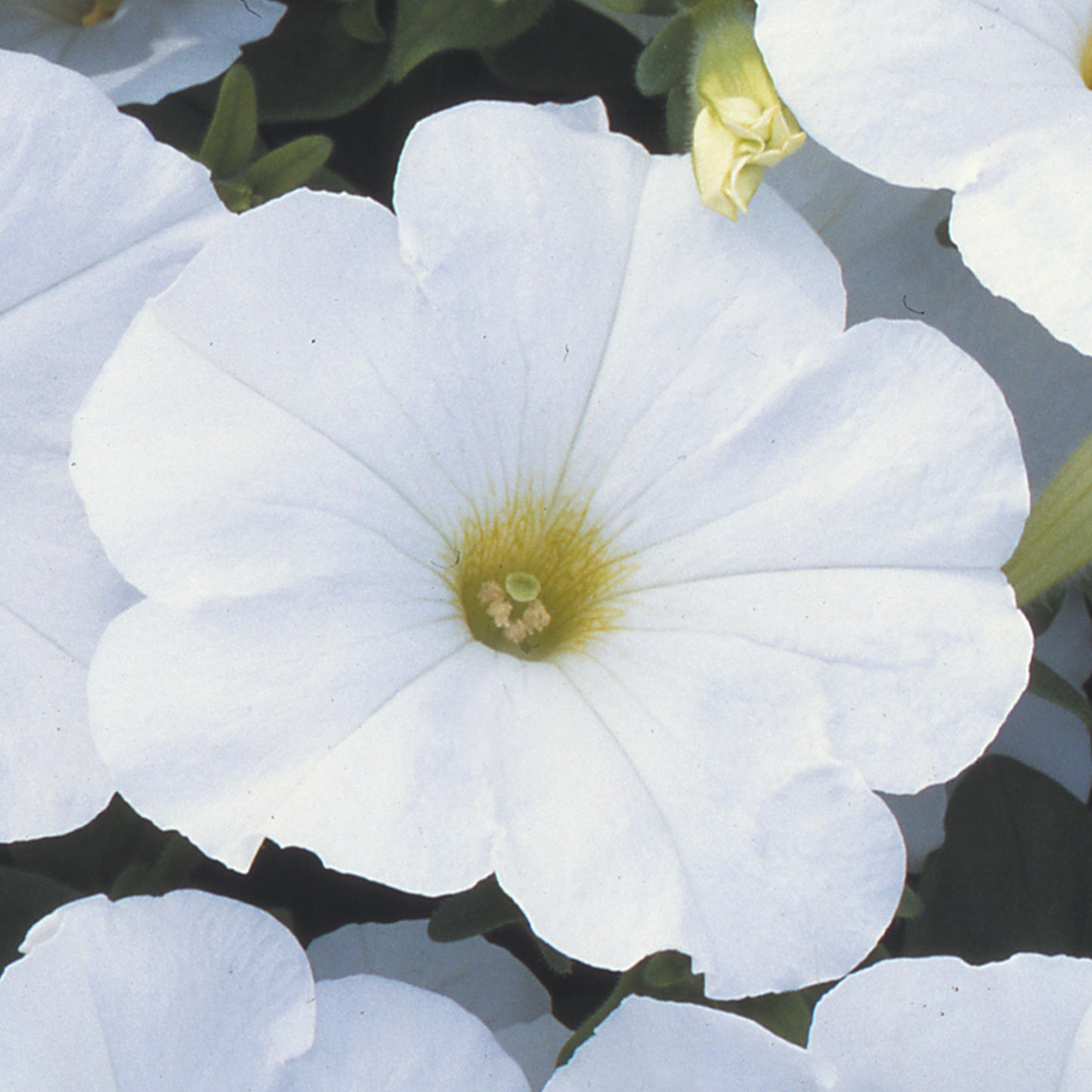 Bedding Plants - Petunia F1 Frenzy White (6 Pack)