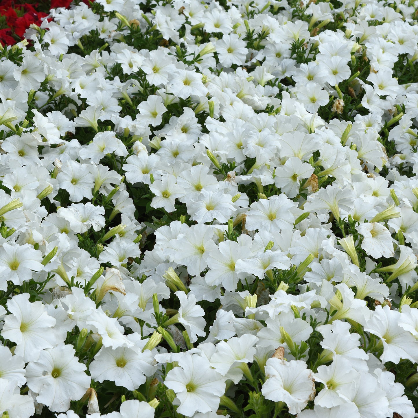 Bedding Plants - Petunia F1 Frenzy White (6 Pack)