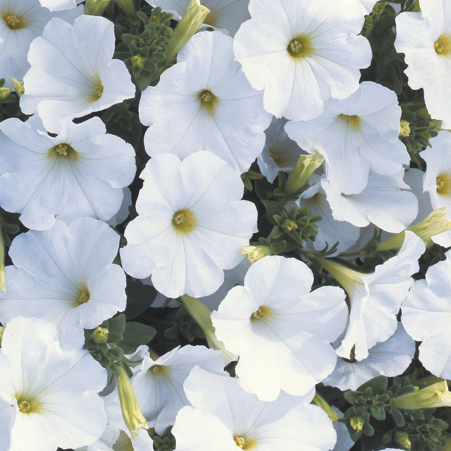 Bedding Plants - Petunia F1 Frenzy White (6 Pack)