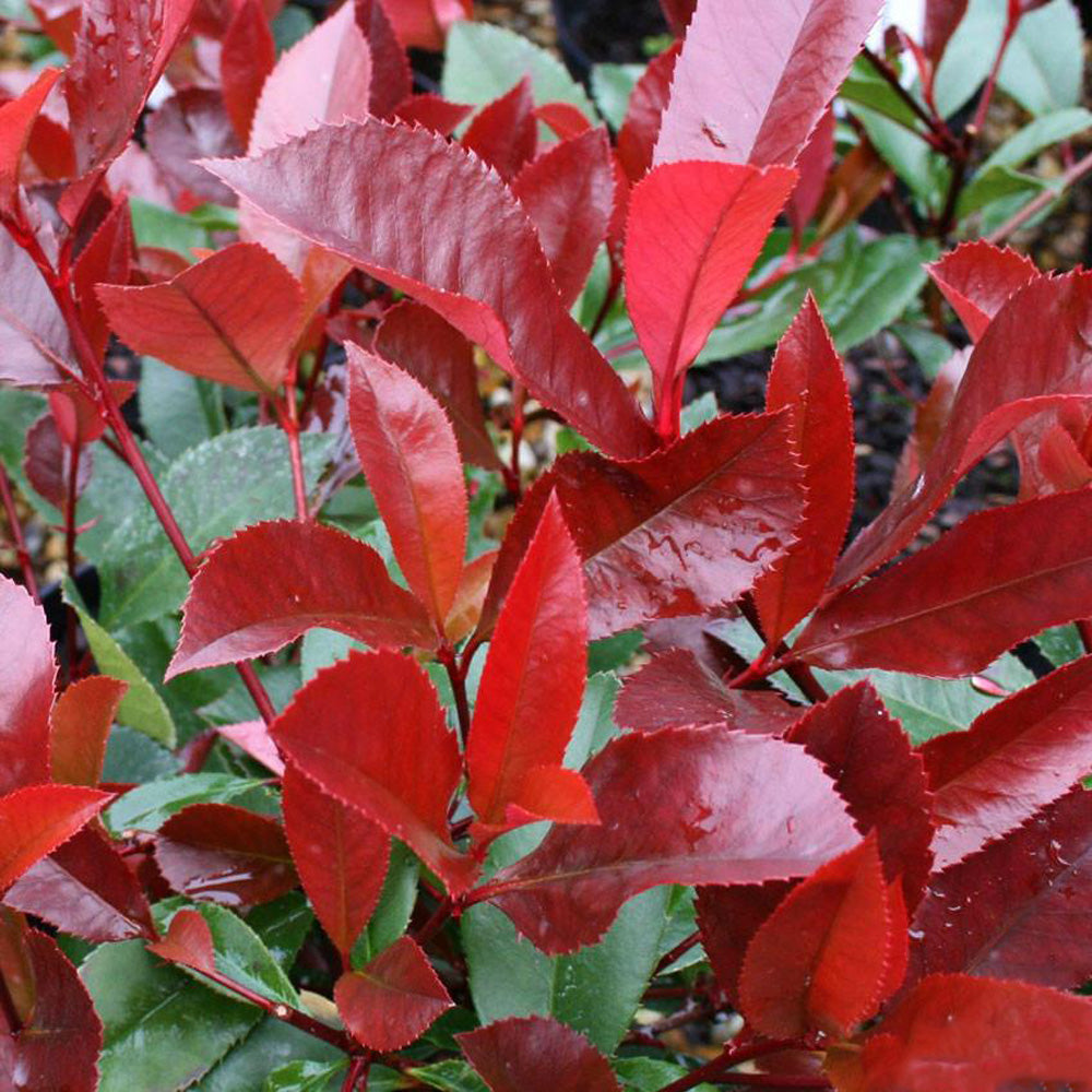 Photinia Red Robin Tree (12L, 5-6ft)