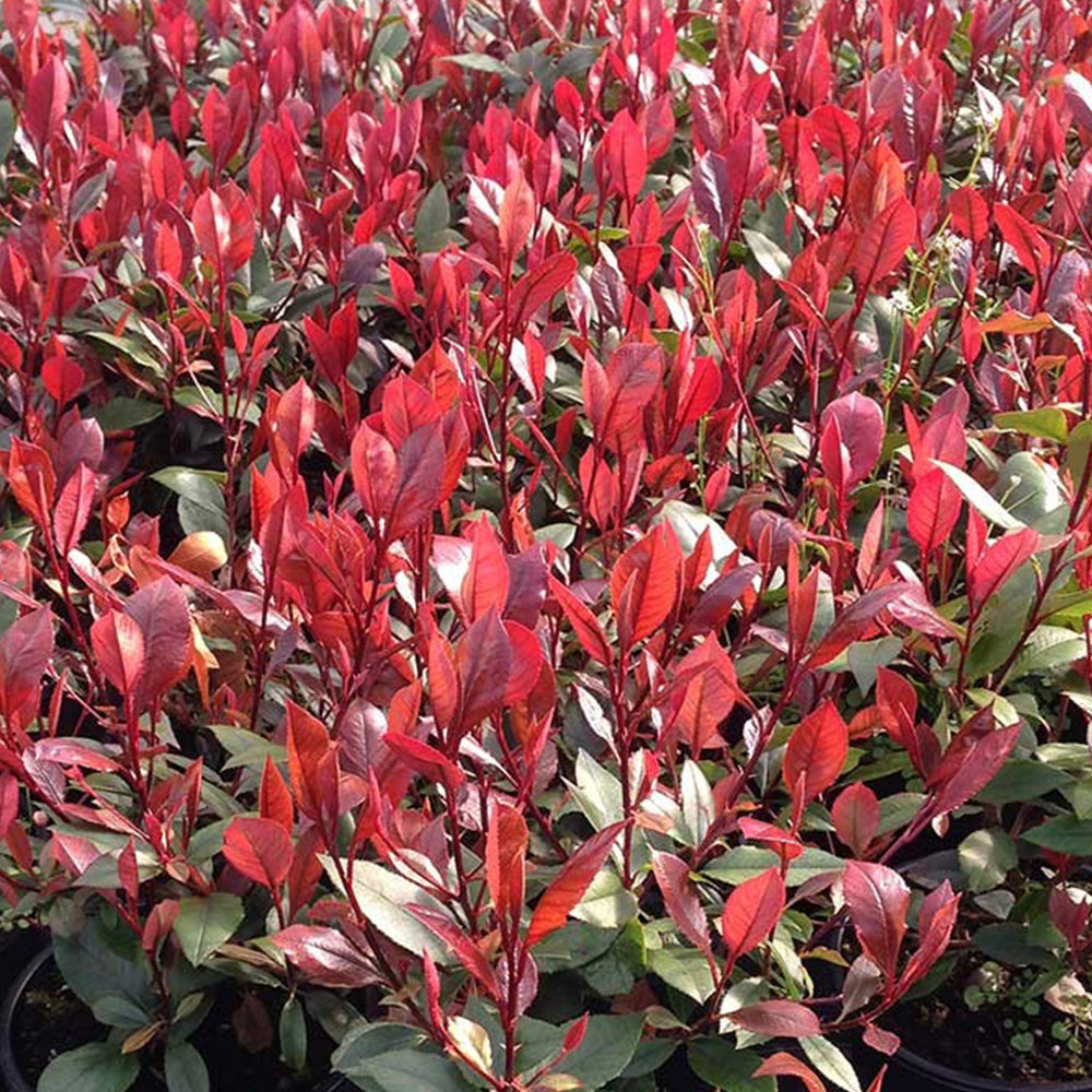 Photinia Red Robin Tree (12L, 5-6ft)