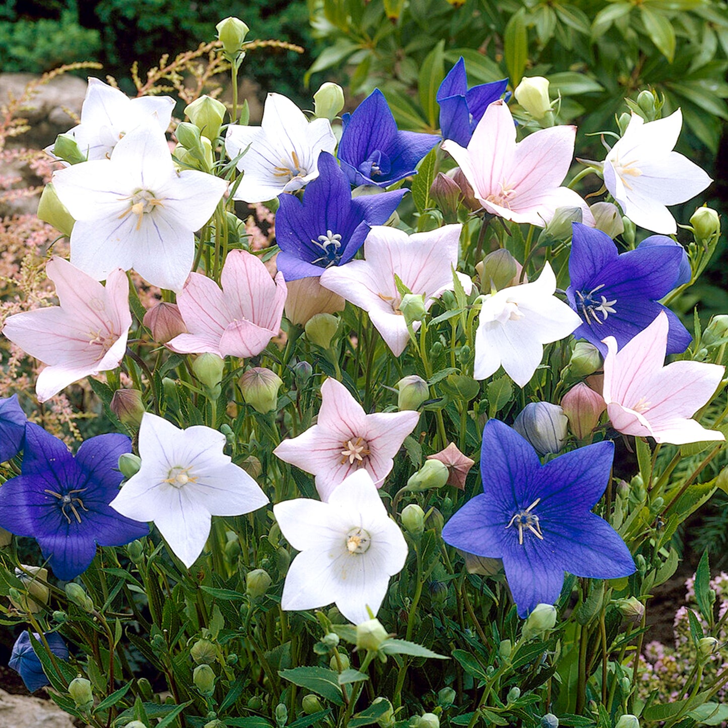 Platycodon Mix - Blue, Pink, White (12cm, Pack of 3)