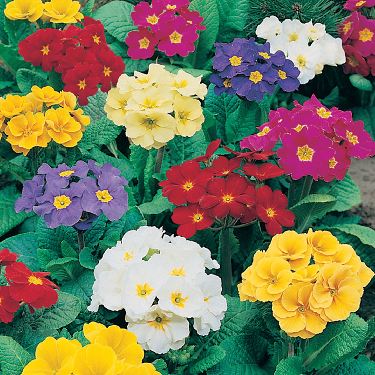 Bedding Plants - Polyanthus Mixed (6 Pack)