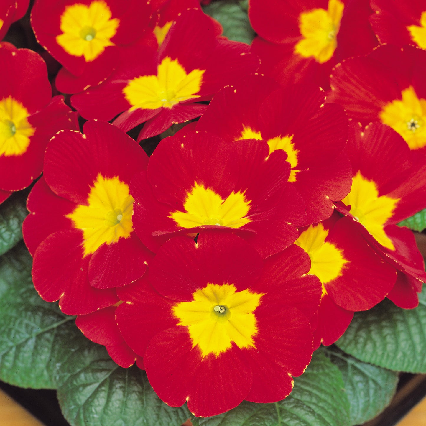 Bedding Plants - Polyanthus Red (6 Pack)