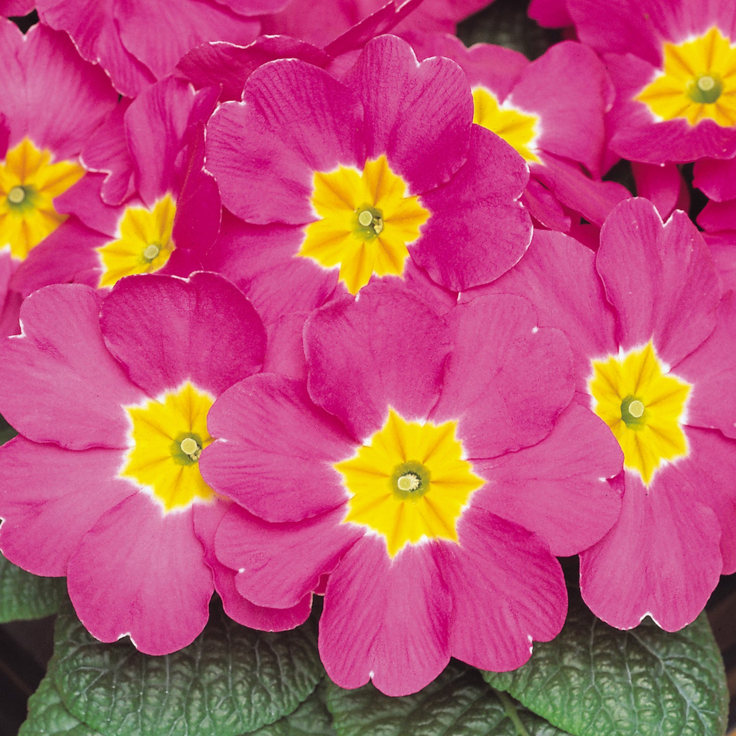 Bedding Plants - Polyanthus Rose (6 Pack)