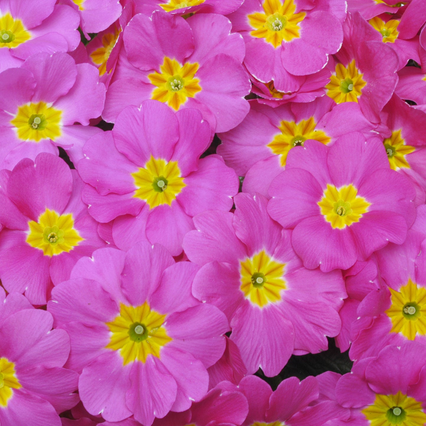 Bedding Plants - Polyanthus Rose (6 Pack)