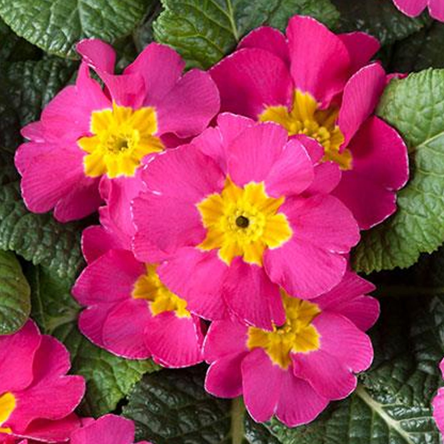 Bedding Plants - Polyanthus Rose (6 Pack)