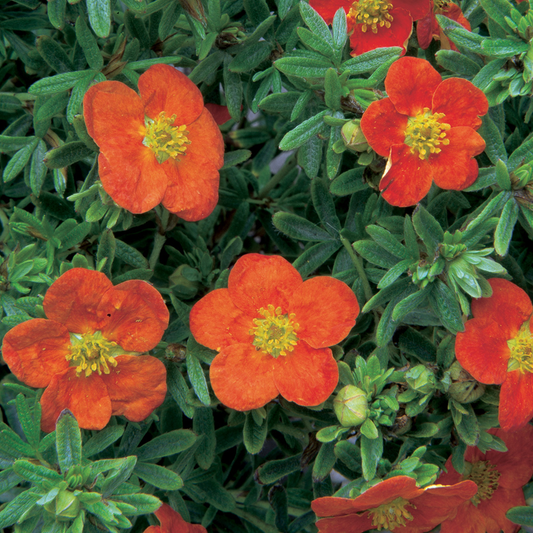 Potentilla Red Ace (9cm)