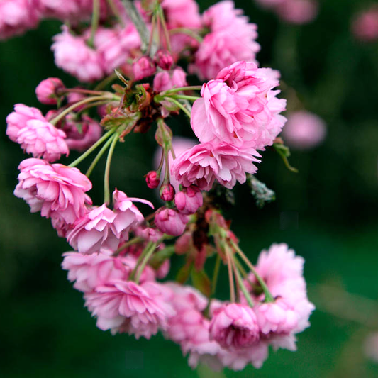 Prunus Kiku-Shidare Zakura Tree (12L, 5-6ft)