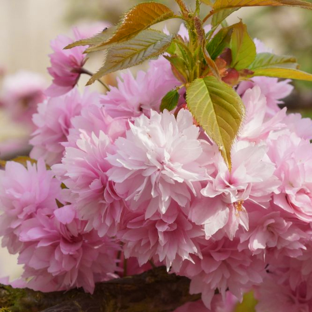 Prunus Kiku-Shidare Zakura Tree (12L, 5-6ft)