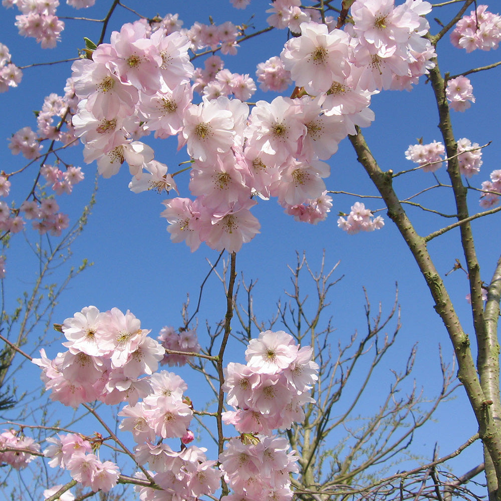 Prunus Accolade Tree (12L, 5-6ft)