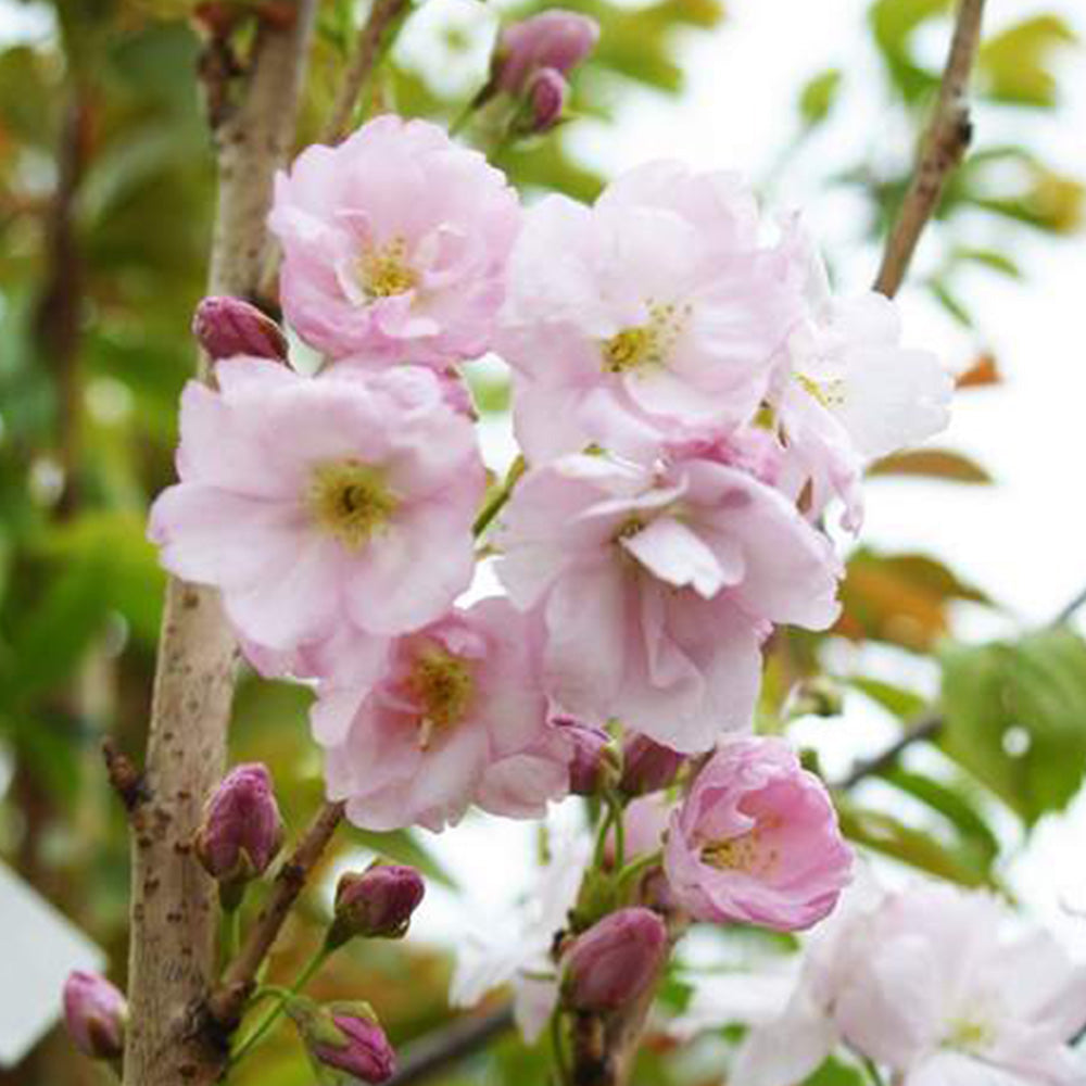 Prunus Amanogawa Tree (12L, 5-6ft)