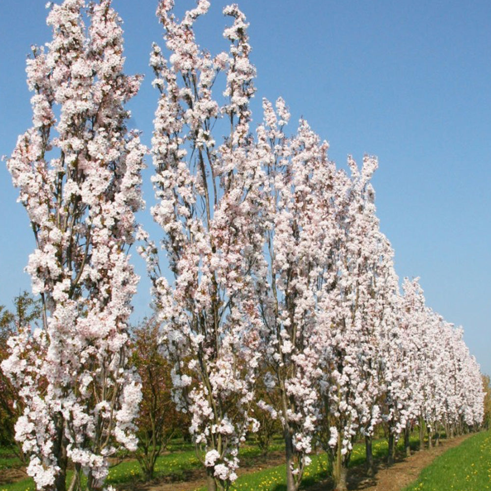 Prunus Amanogawa Tree (12L, 5-6ft)
