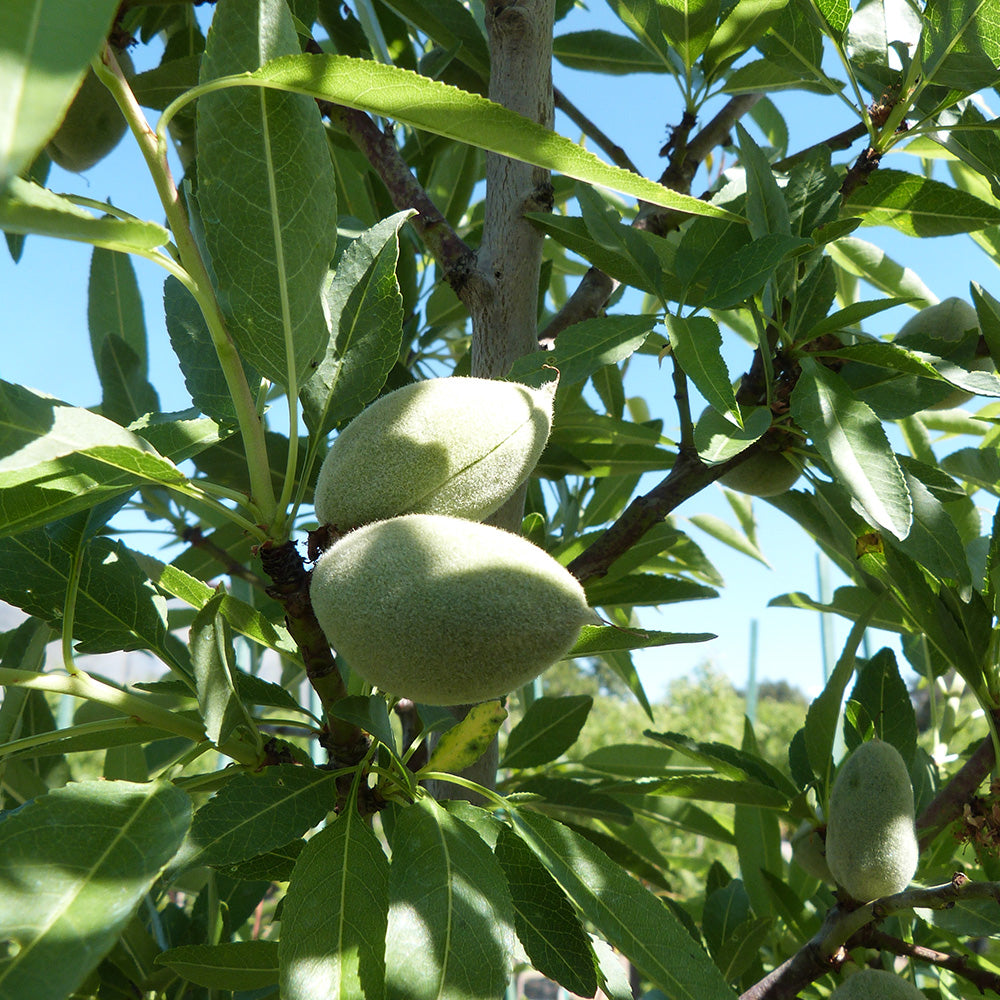 Prunus Dulcis Tree (12L, 5-6ft)