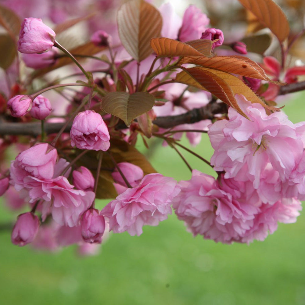Prunus Kanzan Tree (12L, 5-6ft)