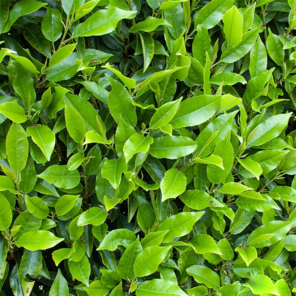 Prunus Myrtifolia Tree (12L, 5-6ft)