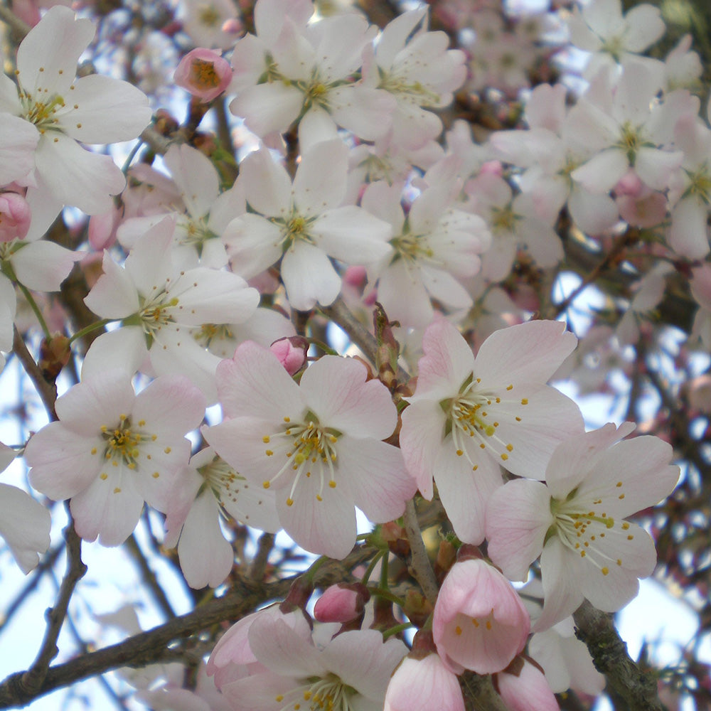Prunus Pandora Tree (12L, 5-6ft)