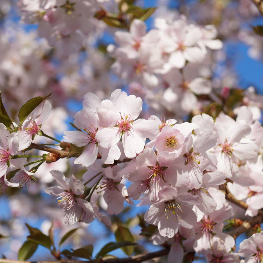 Prunus Pandora Tree (12L, 5-6ft)