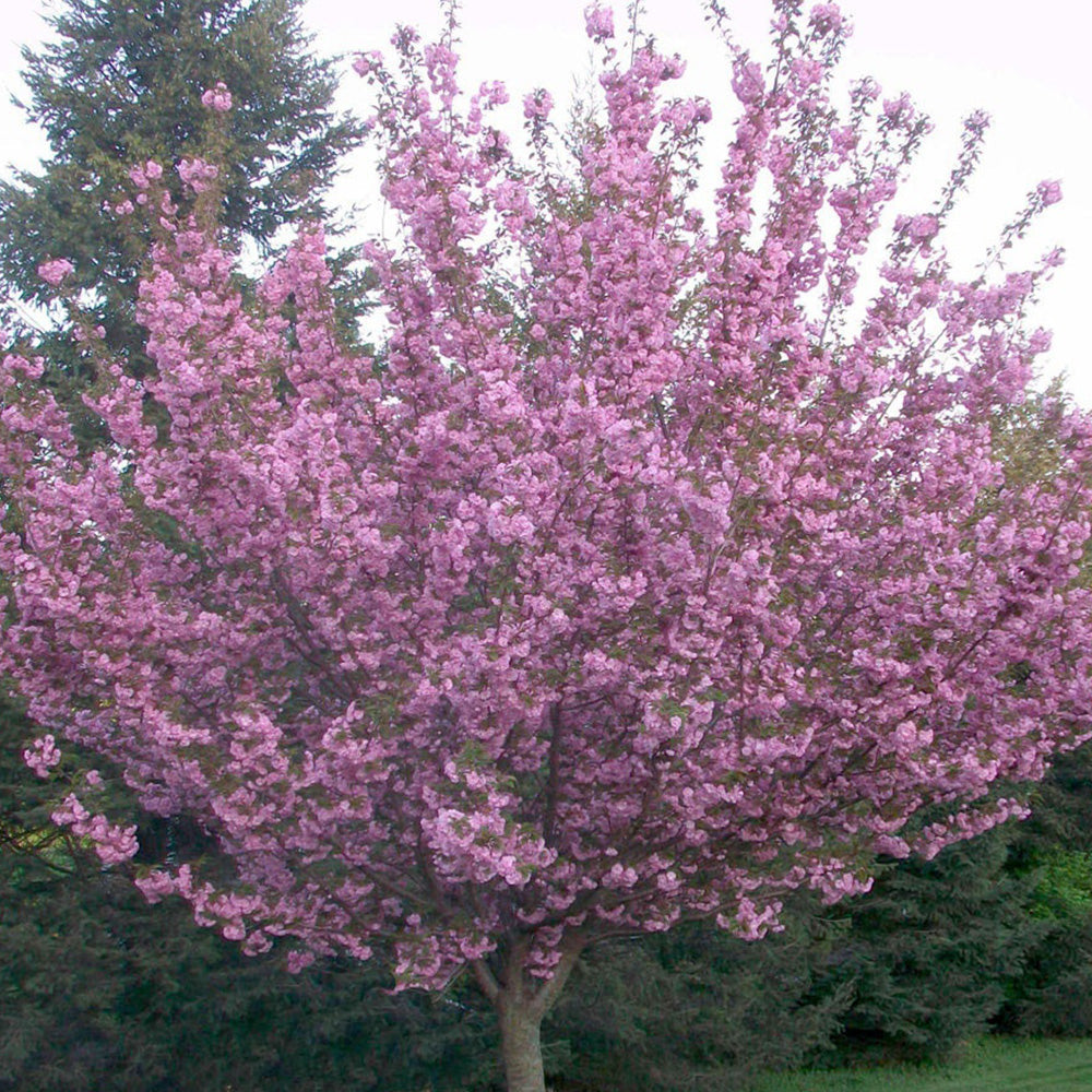 Prunus Royal Burgundy Tree (12L, 5-6ft)