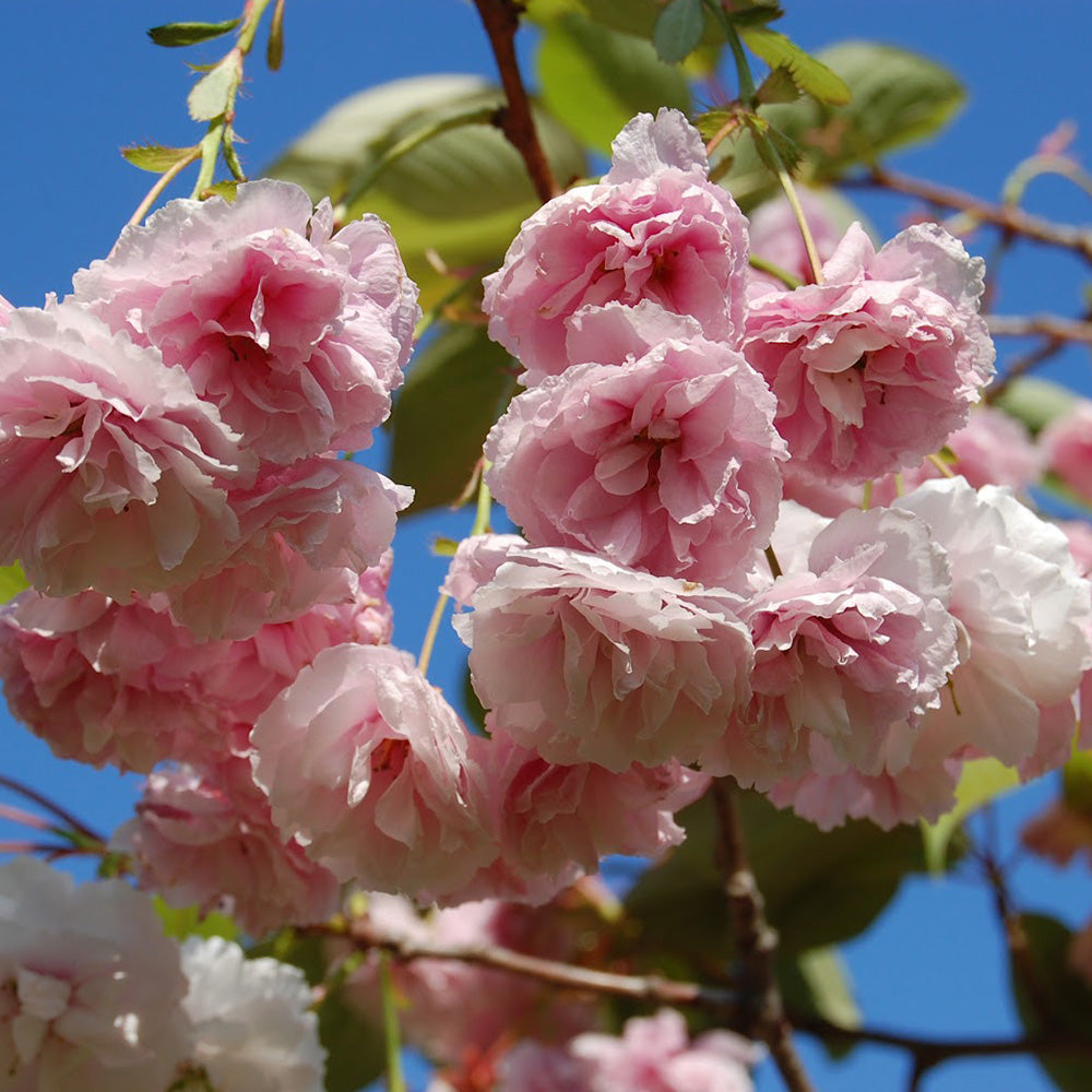 Prunus Shirofugen Tree (12L, 5-6ft)