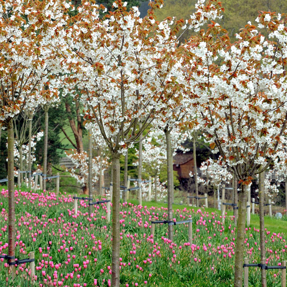 Prunus Taihaku Tree (12L, 5-6ft)
