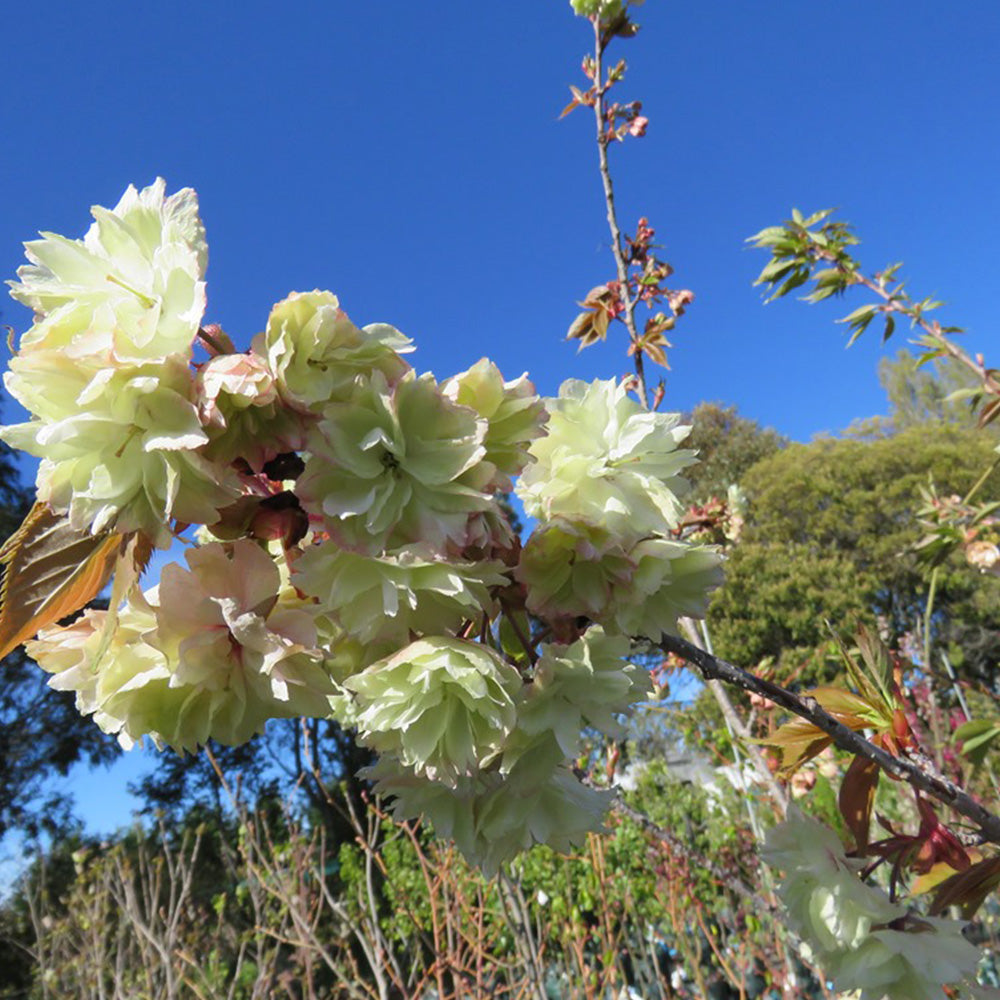 Prunus Ukon Tree (12L, 5-6ft)