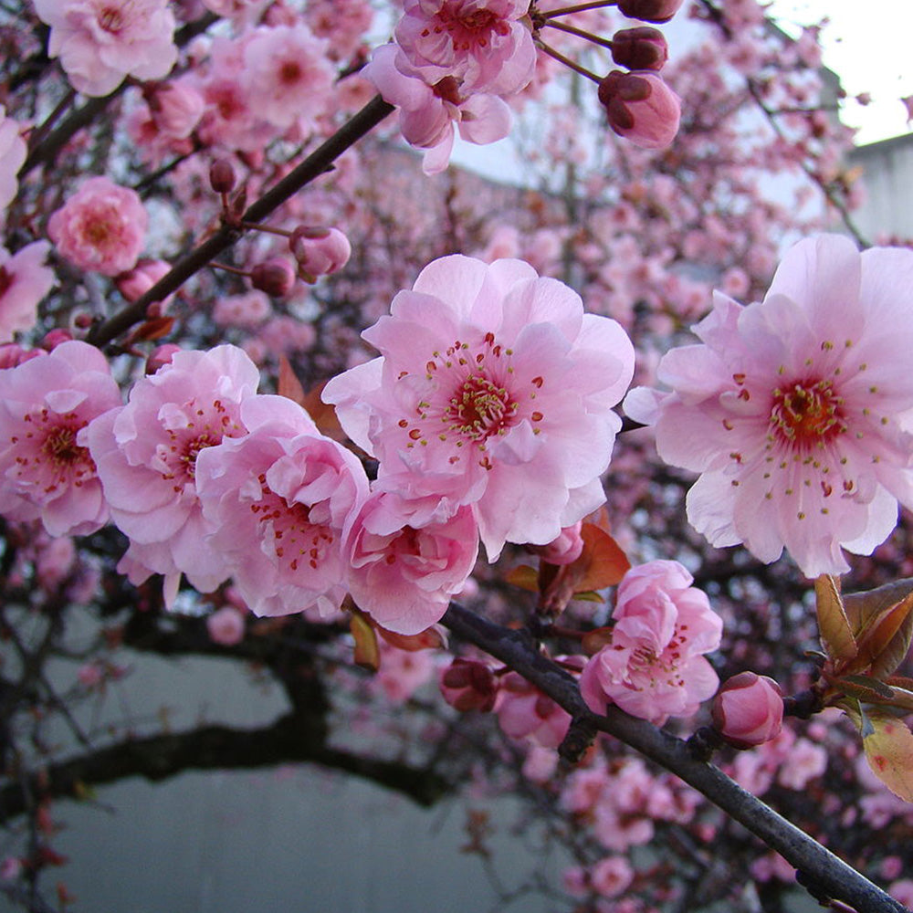 Prunus Blireana Tree (12L, 5-6ft)