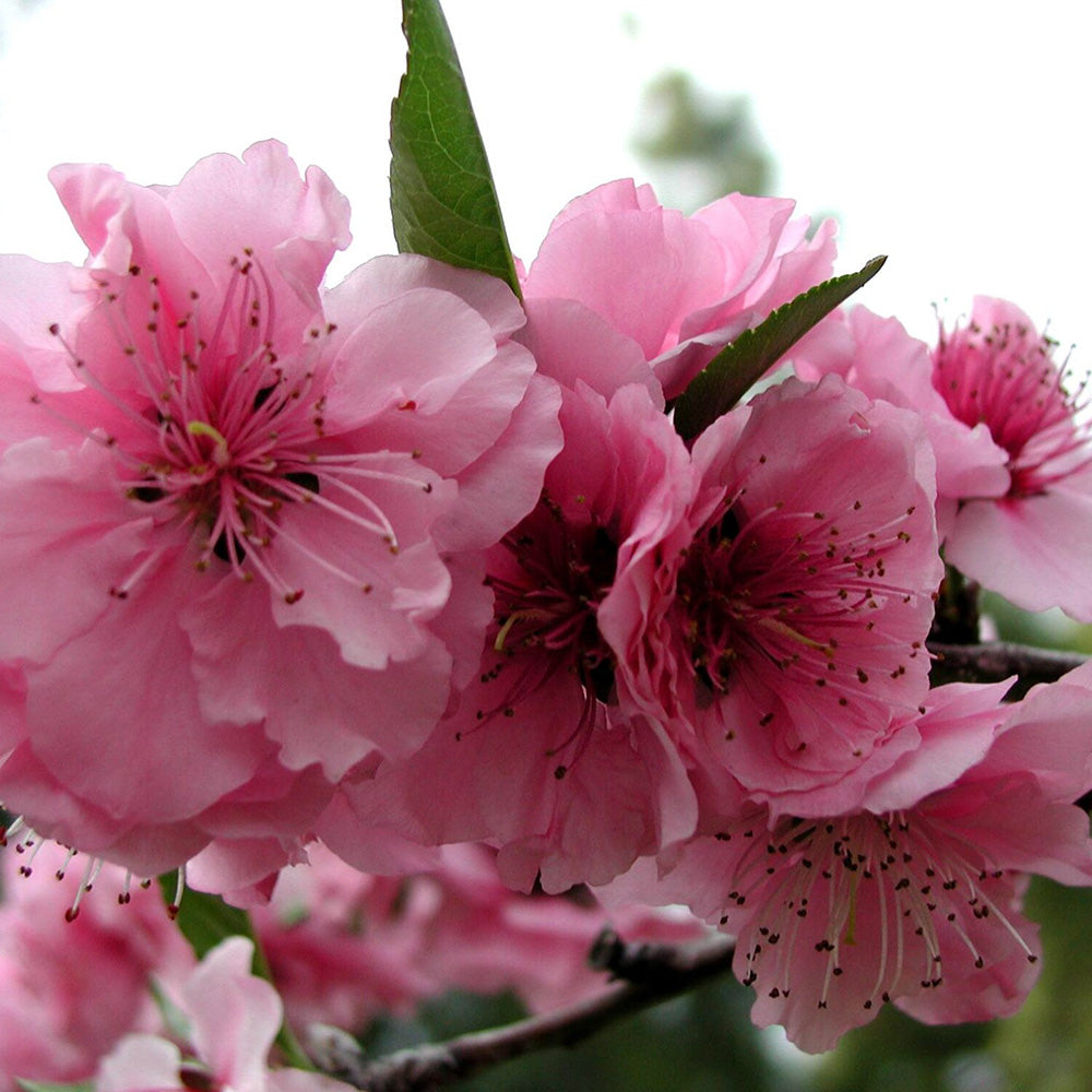 Prunus Blireana Tree (12L, 5-6ft)