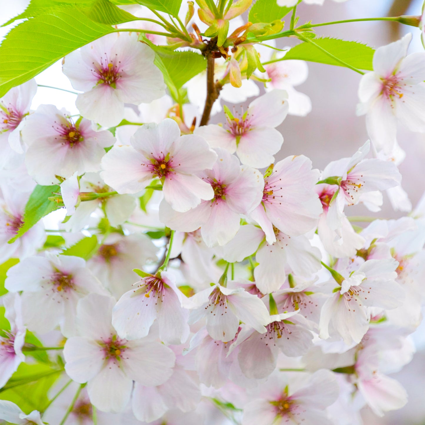 Prunus 'Umineko' (10L, 5-6ft)