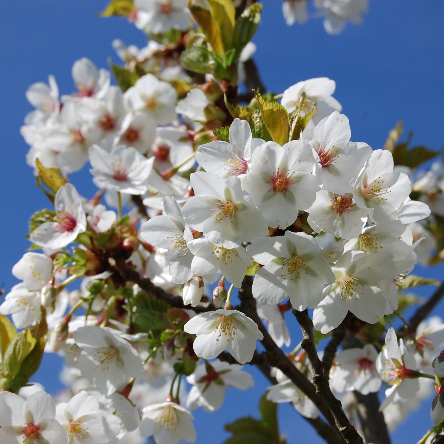 Prunus 'Umineko' (10L, 5-6ft)