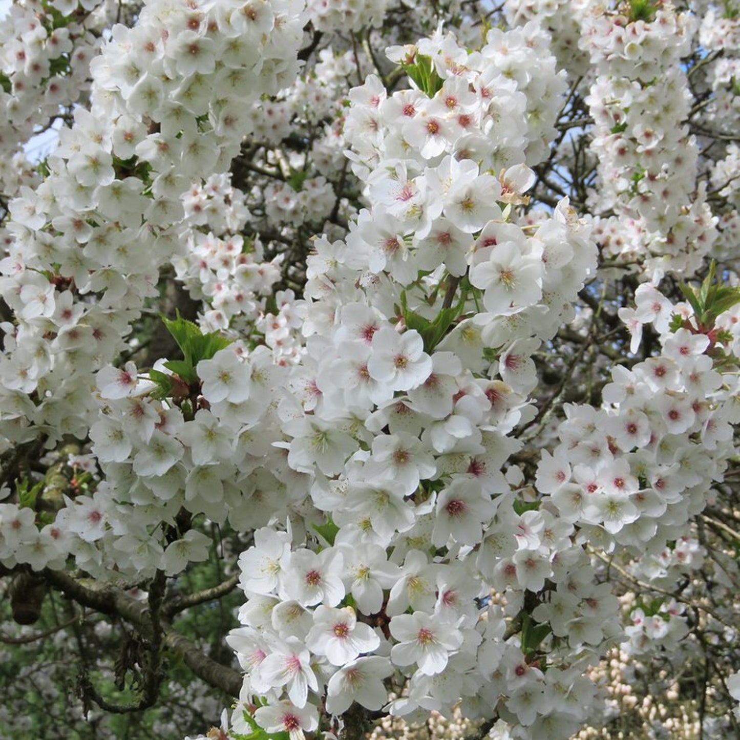 Prunus 'Umineko' (10L, 5-6ft)
