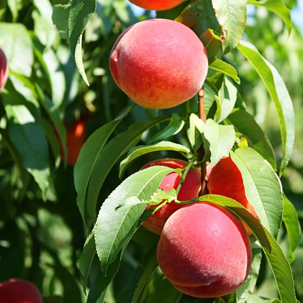 Peach Me Red (12L, 4-5ft)