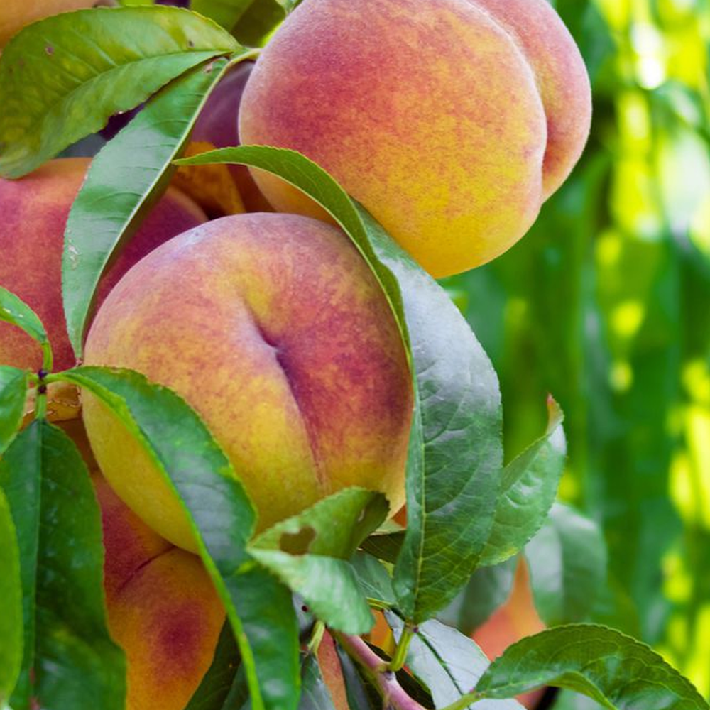 Peach Me Red (12L, 4-5ft)